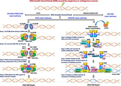 Recent Advances in the Development of Non-PIKKs Targeting Small Molecule Inhibitors of DNA Double-Strand Break Repair